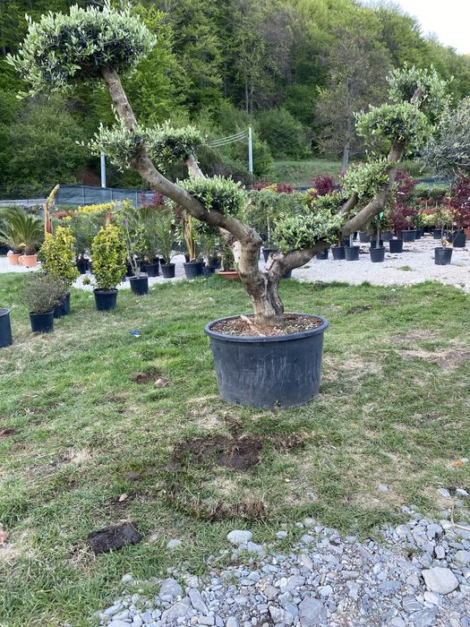 Bonsai din măslini si plante pe stoc