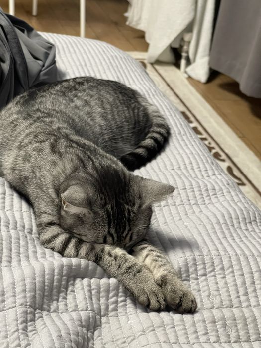 Кошка домашняя шатландская
