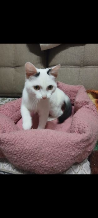 Кошка  бесплатно