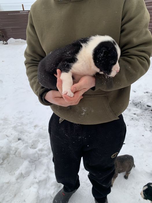 Продается Щенкии Алабая 1месяц