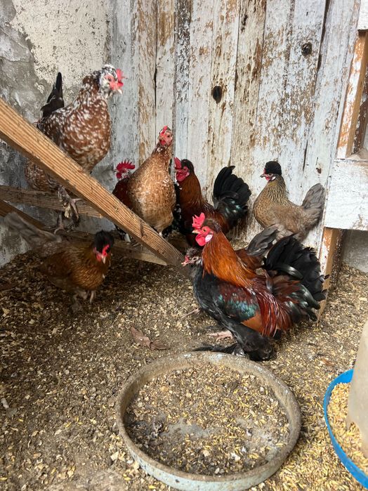 Петли Домашни на свободно гледане