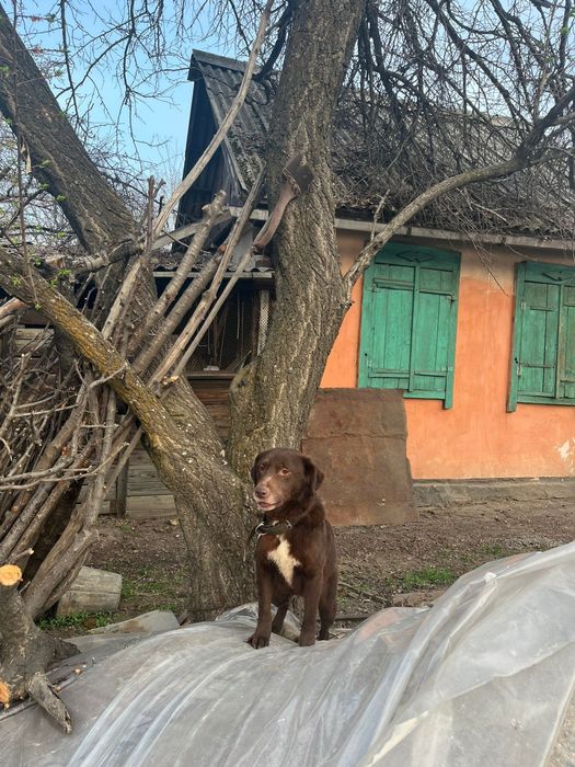 Хаска и лабрадор