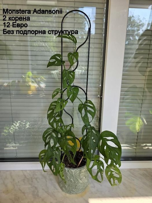 Видове  Монстера, Видове Хоя, Филодендрони