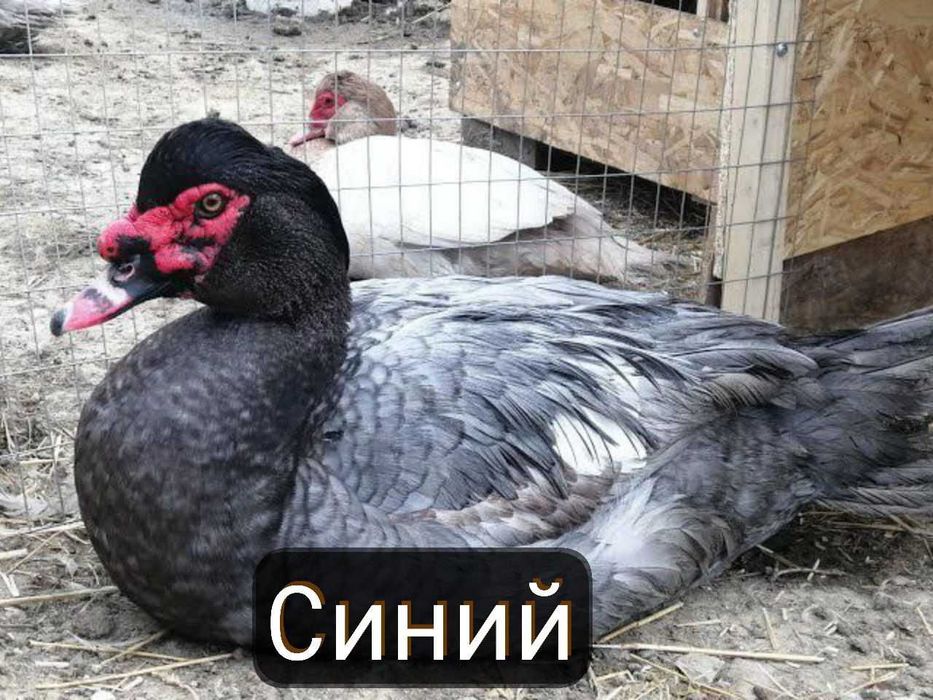 Индоутки и индоутята новых германских линий.