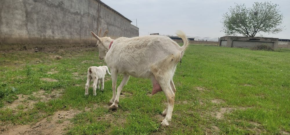 Тозза Zanen сутга!