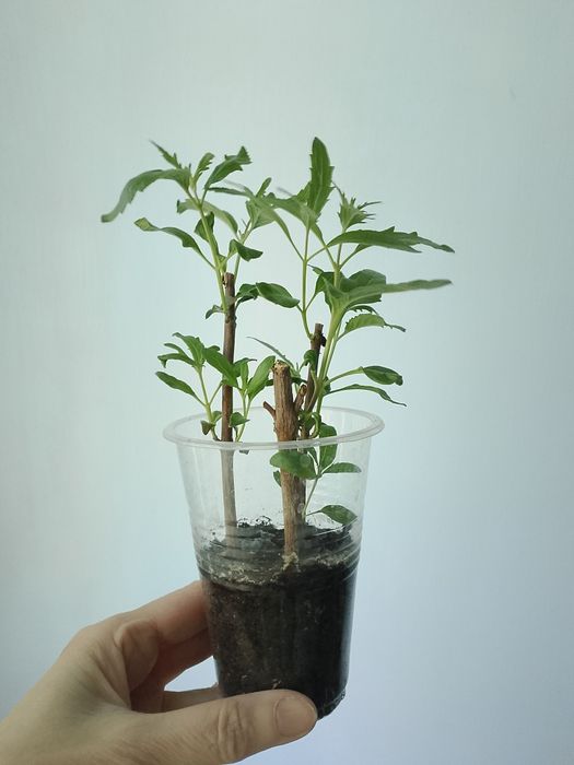 Кариоптерис (саженцы)