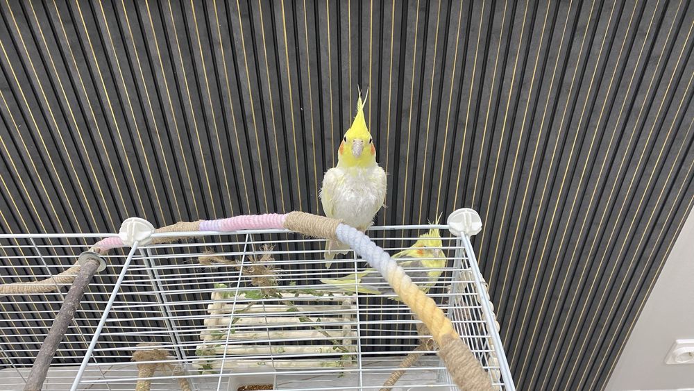 Пара попугаев кореллы