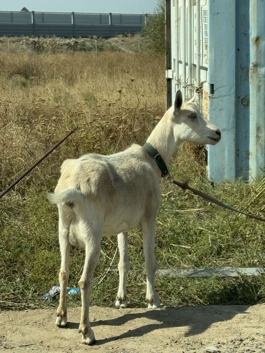 Донй ешкі сатылады лағымен