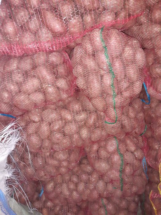 Vând cartofi alb şi roşii +50