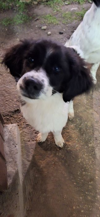 Подарявам кученца