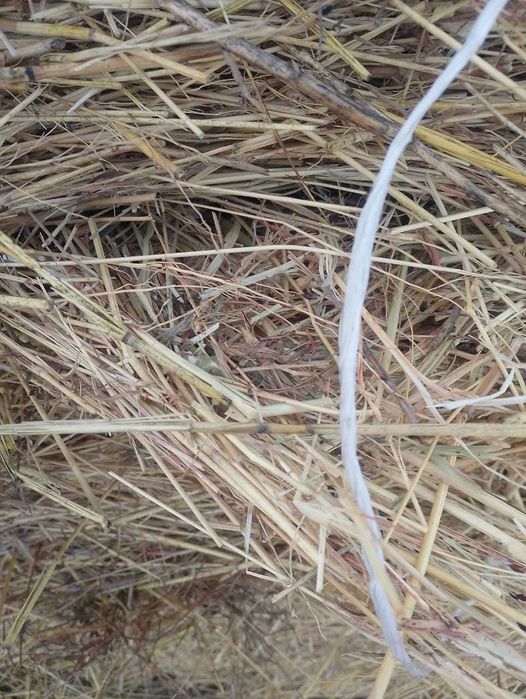 сено суданка в рулонах