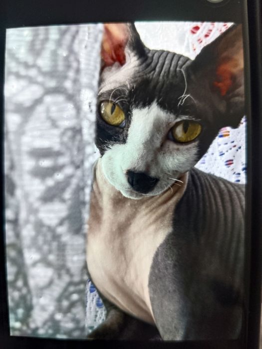 Кошка сфинкс ищет кота для вязки.