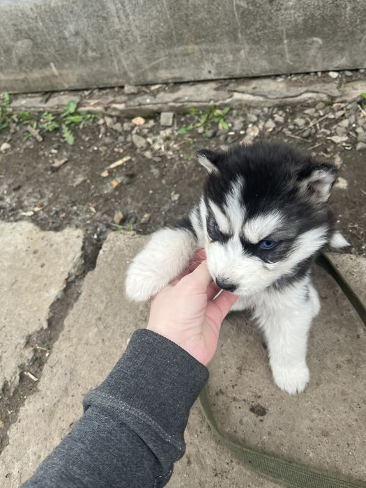 Продам  щенка Сибирской хаски