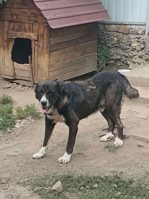 Продам Алабая с будкой