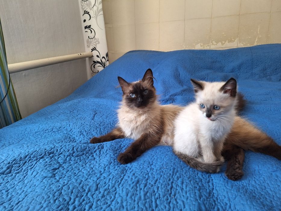 Срочно Милый котёнок .