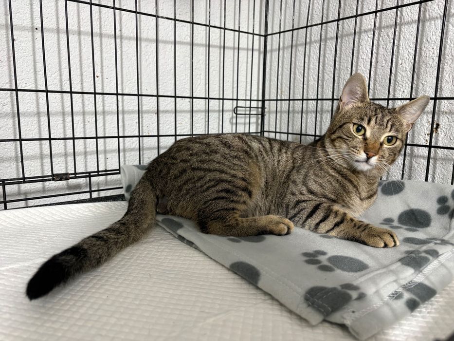 Ponti, motanel castrat pentru adoptie