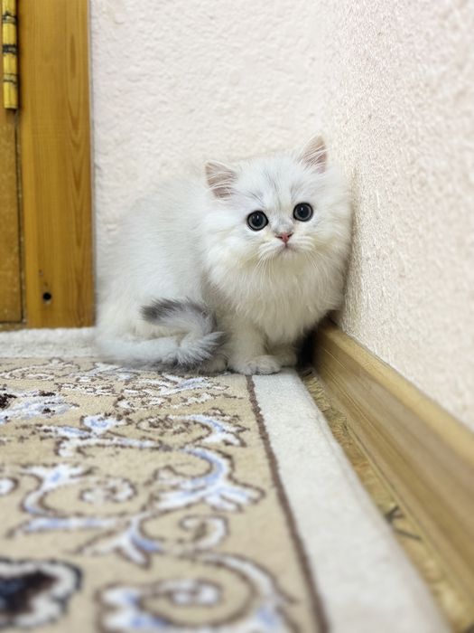 Shinshilla og'il bola 3oyli oxirgi narxi oylab korib tel qilila i