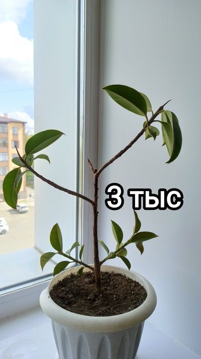 Продам комнатные цветы.