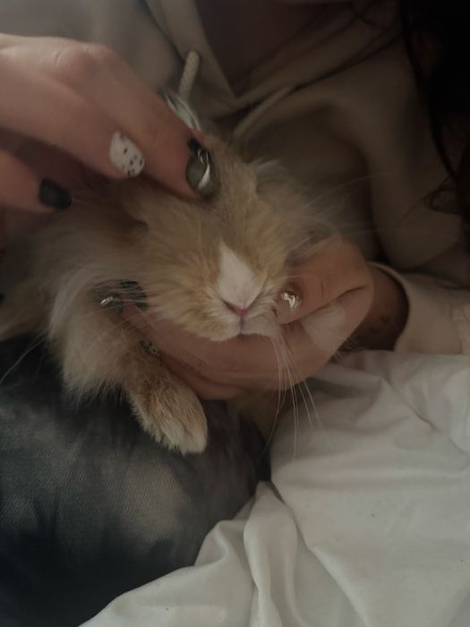 dau spre adoptie pui iepure mascul cap de leu 5 luni