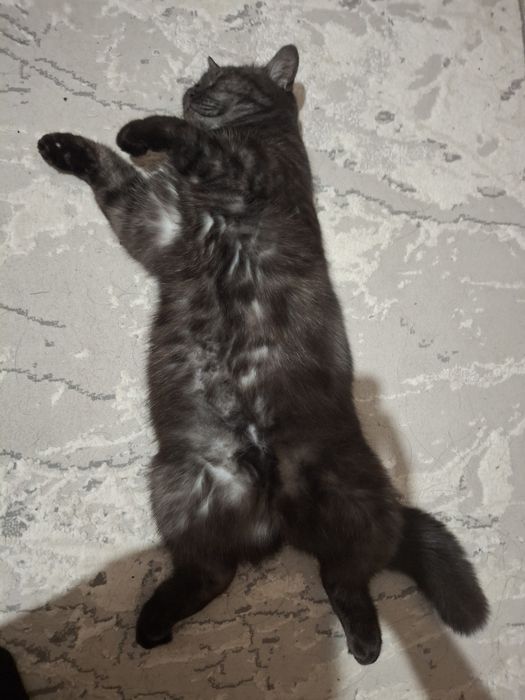 Отдам даром в хорошие руки