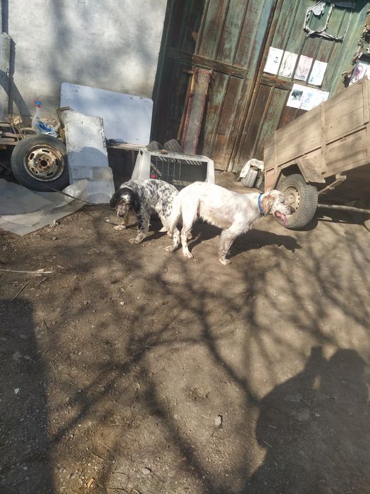 7 малки Английски Сетерчета си търсят нов дом