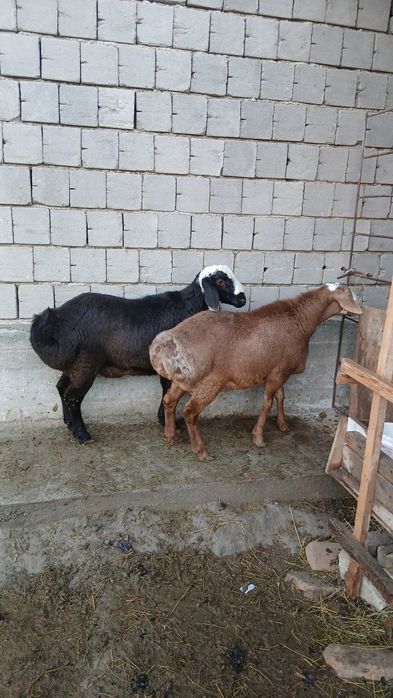 Quylar sotiladi moda quchqorlar