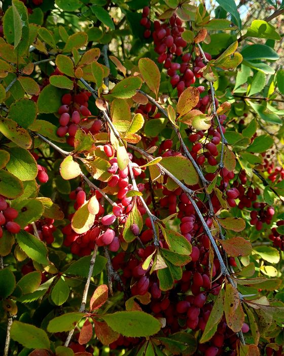 Berberis dracila fructe proaspete