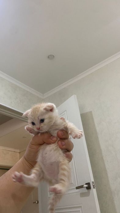 Шотландские кошки