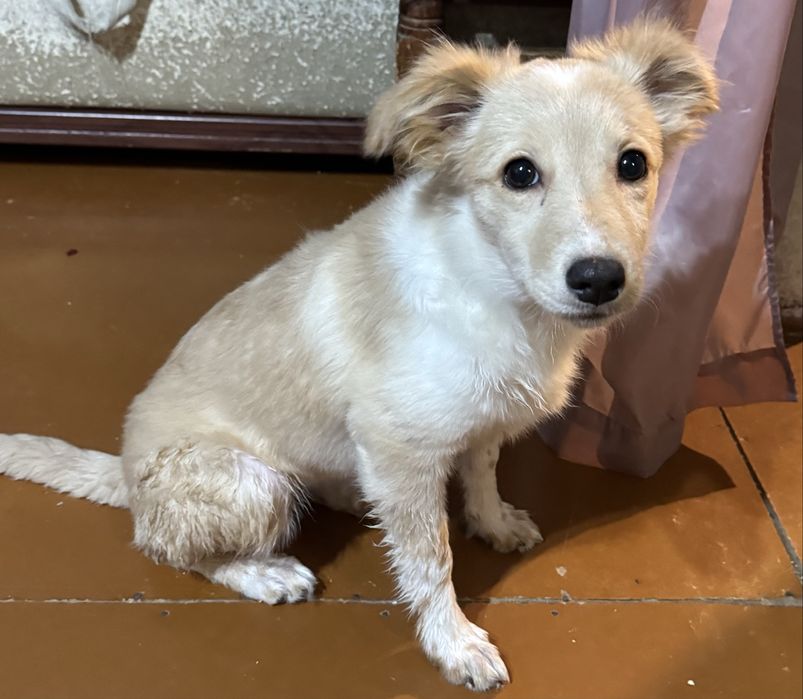 Отдам щенка (девочка)в добрые руки