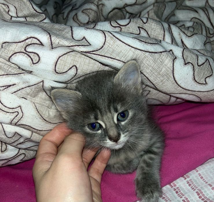 Отдам кошку в добрые руки(бесплатно)