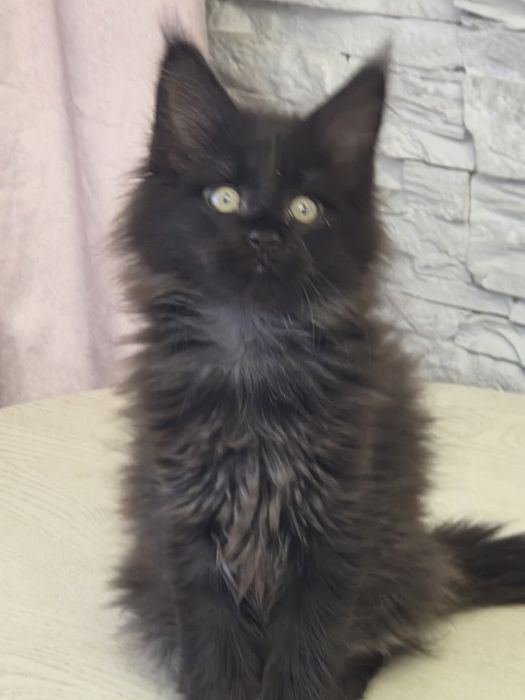 Мейн-  кун котенок