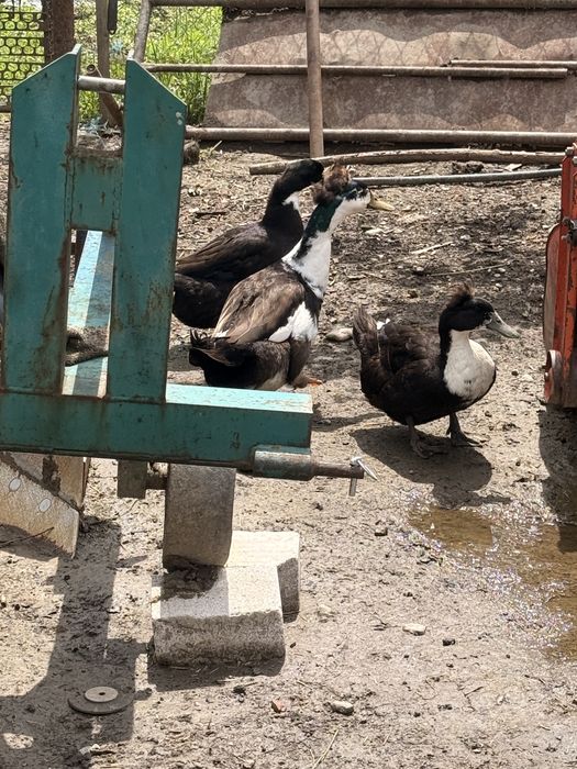Vând familie de rațe