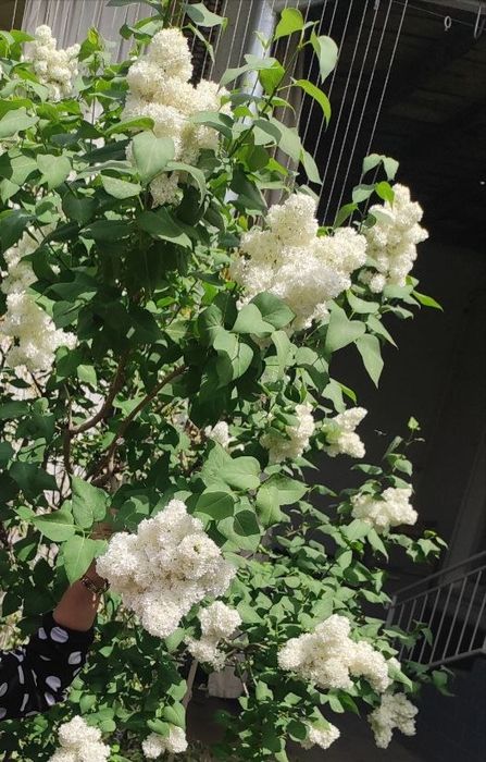 Сирен,siren kochatlari bor