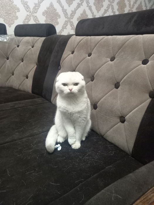 Mushuk sotiladi zotdor qolga orgatilgan pokiza mushuk