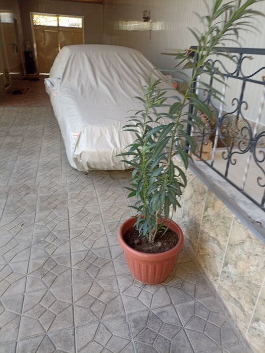 Большое красивое цветок