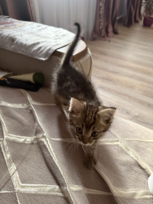 Котенок отдам даром