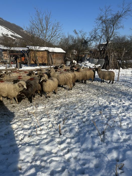 Vând oi bune pentru ținut