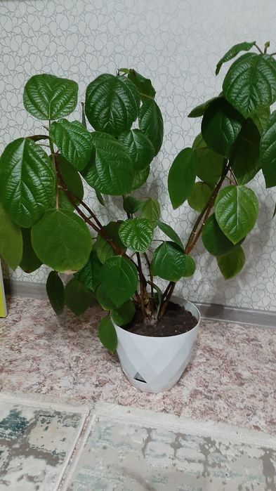 Цветы домашние от 1500