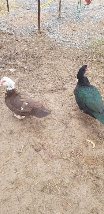 Продаются Индоутки 3 шт