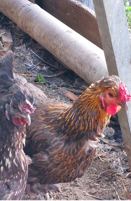 Продам инкубационное яйцо