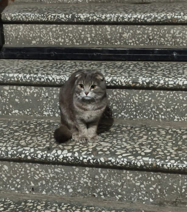 Отдам в хорошие руки.