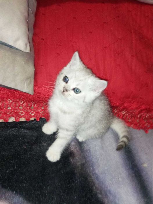 Очаровательные британские котята