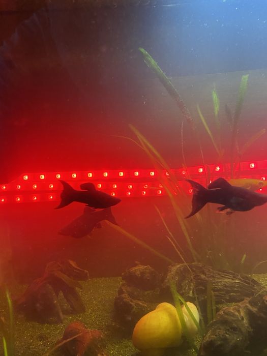 Продам аквариум с рыбками