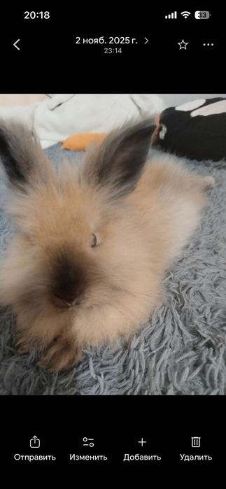 Кролик декоративный