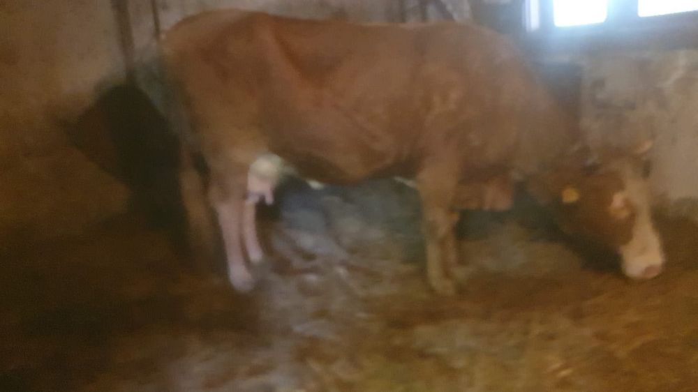 Vaca gestanta 7 luni