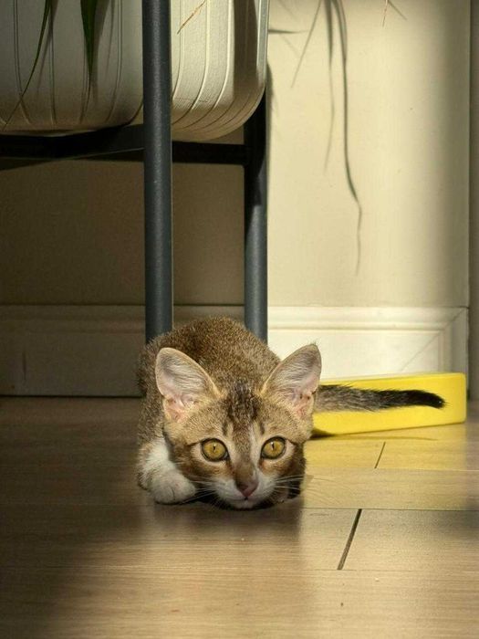 отдам котенка в хорошие руки