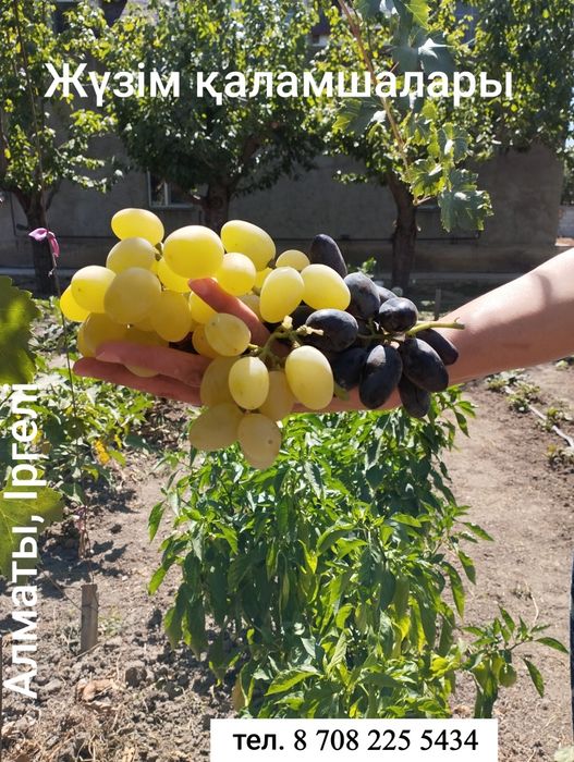 Саженцы, черенки винограда