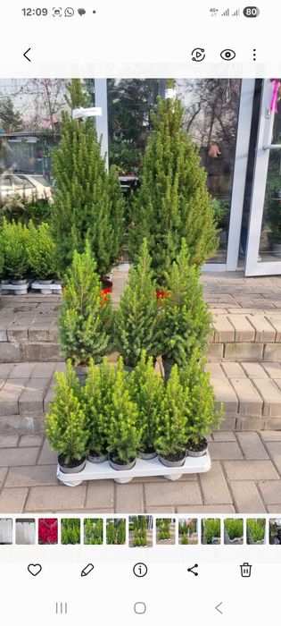 Ёлки ,Пихты Продаём