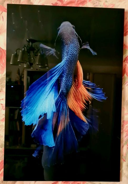 Картина "Рыба" на стекле 40×60