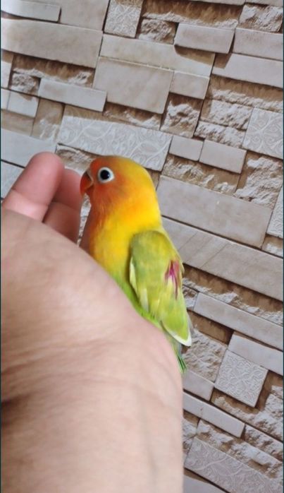 Ruchnoy nerazluchnik zalatistiy